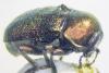 Cryptocephalus sp.